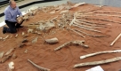 Ulrich Joger, Museumsdirektor des Staatlichen Naturhistorischen Museums in Braunschweig, ordnet echte Knochen eines Spinophorosaurus nigerensis nach den Skizzen der Original-Fundstelle, die sich in der Sahara in Niger befindet. Foto: dpa
