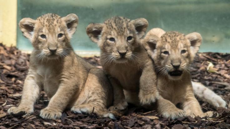 Die drei kleinen Baby-Löwen haben im Zoo Frankfurt ihre öffentliche Premiere gefeiert.