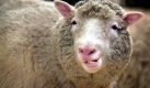 Dolly, das berhmteste Schaf der Welt, wurde 1996 in Edinburgh geboren und gilt als erstes Klontier berhaupt. Die Technik war alles andere als perfekt, Dolly war die einzige berlebende von 277 ursprnglich geklonten Eizellen - von denen aber vor Dolly keine das Erwachsenenalter erreicht hatte. Foto: dpa