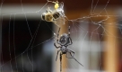 Eine Kreuzspinne (Araneus) nähert sich in einem Garten in Hohen Neuendorf (Oberhavel) in Brandenburg einer in ihrem Netz gefangenen Biene. Foto: ddp