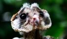 Ein 32-tägiges Schleiereulenbaby schaut im Jurong Vogelpark im südostasiatischen Singapur aus seinem Nest. Die Schleiereule ist eine der weitverbreitesten Eulenarten auf der Welt, sie ist auf jedem Kontinent zu finden. Foto: dpa
