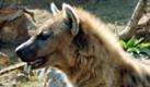 ARCHIV - Eine Tüpfelhyäne in ihrem Gehege im Leipziger Zoo (Archivfoto vom 02.04.2004). Frauen geben bei der Partnerwahl den Ton an - zumindest bei den Tüpfelhyänen. Bei ihnen schicken Weibchen missliebige Verehrer gezielt in die Wüste, wie Berliner Forscher bei Studien in Tansania nachgewiesen haben. Diese Beobachtungen belegten, dass die weibliche Rolle in der Evolutionsbiologie bisher unterschätzt worden sei, sagte Oliver Höner vom Leibniz-Institut für Zoo- und Wildtierforschung am Mittwoch (15.08.2007). Die Lebensweise der Tüpfelhyänen sei traditionellen menschlichen Sozialsystemen nicht unähnlich. Gemeinsam mit einem Kollegen der britischen Universität Sheffield berichten die Berliner Forscher im Fachblatt «Nature» (Bd. 448, S. 798) über ihre Beobachtungen. Foto: Peter Endig dpa/lbn (zu dpa 0457 vom 15.08.2007) ACHTUNG SPERRFRIST 15. August, 19.00 Uhr +++(c) dpa - Bildfunk+++ Foto: dpa