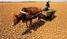 Ein Bewohner des chinesischen Dorfes Feng Youcai steuert seinen Karren in der ausgedörrten Provinz Yunnan zur nächsten Wasserstelle. Seit Monaten leidet die Region unter einer verheerenden Dürre. Foto: ap