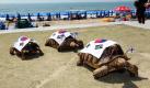 Diese Schildkröten aus einem Aquarium im südkoreanischen Busan sind Fans ihres Heimatlandes und präsentieren die Nationalflagge Taegeuggi auf ihren Panzern. Heute begehen die Südkoreaner zum hundertsten Mal den Tag der Freiheit ihres Landes.  Foto: dpa
