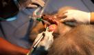 Auch Paviane haben Zahnschmerzen. Tierärzte versorgen im Zoo Santa Fe im kolumbianischen Medellin einen Pavian unter Vollnarkose. Foto: ap