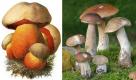Der Satansröhrling trägt seinen Namen zu Recht. Ungeübte sehen in ihm einen begehrten Steinpilz.  Foto: Wikipedia/ Creative Commons License/ dpa (Montage)