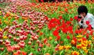 Eine Chinesin fotografiert eine Tulpe im Rahmen des Tulpenfestivals in der chinesischen Stadt Guangzhou. Das Festival soll das neue Jahr einläuten, welches, nach dem chinesischen Kalender, am 14. Februar beginnt. Foto: ap