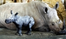 Noch etwas wackelig auf den Beinen steht ein neugeborenes Nashorn im Erfurter Zoo. Nashornmutter Numbi brachte den etwa 40 kg schweren Nashornbullen am Donnerstag zur Welt. Foto: dpa