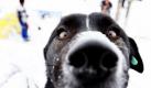 Rettung für Hunde in Rumänien: In Bukarest schaufeln Helfer Hunde aus Käfigen, die mit Schnee bedeckt sind. Der heftige Schneefall wird zur ernsthaften Bedrohung für die Hunde.  Foto: ap