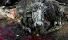 Das Blut eines geopferten Bullen in Bariyapur, Nepal, färbt den Boden rot. Hundertausende Hindus haben sich im Gadhimai-Tempel zusammengefunden, um eine Zeremonie abzuhalten, bei der 200.000 Tiere geopfert werden. Foto: ap