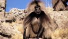 Die Blutbrustpaviane - oder Gelada Baboons - haben ein unverkennbares Merkmal: Einen haarlosen, sanduhrförmigen Fleck auf der Brust, der in der Brunftzeit knallrot wird. Wer die pflanzenfressenden Affen in ihrem natürlichen Ambiente erleben will, muss heutzutage allerdings schon weit reisen: Sie leben nur noch im äthiopischen Hochland zwischen 2000 und 4000 Metern über dem Meeresspiegel.  Foto: dpa
