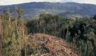 Der größte Feind des Menschen ist der Mensch. Durch andauernde Rodung des Regenwaldes verlieren viele der isolierten Völker ihren Lebensraum. Die Organisation Survival International berichtet, dass illegale Holzfäller Indianer bei der ersten Begegnung erschiessen. Foto: dpa