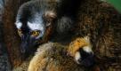 Eine Lemuren-Mutter kümmert sich im Budapester Zoo um ihren Nachwuchs. Die Lemuren gehören zu der Gruppe der Primaten und kommen ursprünglich aus Madagaskar. Foto: dpa