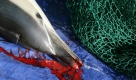 Ein toter Delfin liegt am 10.02.2004 im Hafen von Plymouth in Großbritannien (Archivfoto). Das Tier hatte sich versehentlich in einem Fischernetz verfangen und ist dabei zu Tode gekommen. Jedes Jahr verenden nach Angaben der Umweltstiftung WWF mehr als 300.000 Delfine, Tümmler und Wale in Fischernetzen. Dies seien weit mehr Tiere als den Harpunen der Walfänger zum Opfer fielen, berichtete WWF am Donnerstag (09.06.2005) in Frankfurt. Dieser so genannte Beifang sei die größte Bedrohung für die Meeressäuger. Deshalb forderte die Umweltstiftung, auf der Tagung der Internationalen Walfangkommission (IWC) vom 20. bis 24. Juni im südkoreanischen Ulsan das Beifangproblem anzugehen. +++(c) dpa - Bildfunk+++ Foto: dpa