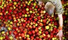 In den Herbstmonaten hat die Apfelsaft- und Mostproduktion Hauptsaison. In kombinierten Schütt- und Waschanlagen werden die Äpfel zunächst gereinigt, damit sie anschließend gepresst werden können.  Foto: dpa