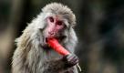 Ein Affe lässt sich außerhalb von Jammu, Indien, eine Karotte schmecken. Affen sind für Inder ganz besondere Tiere, die überall im Land vorkommen. Einige Arten wie der Rhesusaffe und der Hanuman-Langur werden als heilig erachtet.  Foto: dapd