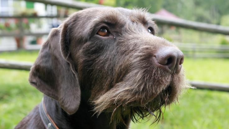 Ein Jagdhund der Rasse Deutsch Drahthaar soll eine 89-Jährige totgebissen haben (Symbolbild).