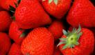 Frisch geerntete Erdbeeren liegen in einem Landwirtschaftsbetrieb in Otze in einem Korb. Auf zweieinhalbtausend Quadratmetern stehen in einem Folientunnel etwa 26.000 Erdbeerpflanzen der Sorte Elsanta in Torferde auf Autobahn-Leitplanken. Ziel ist es, möglichst saubere Früchte in bückfreier Höhe anzubauen. Freiland-Erdbeeren können in Norddeutschland witterungsbedingt erst in etwa zwei Wochen geerntet werden.  Foto: dpa