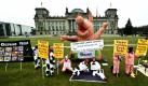 Eine Gruppe von Veganern demonstriert in Kuh- und Schweinskostümen mit Transparenten auf der Wiese vor dem Reichstag in Berlin. Sie wollen mit den Kostümen auf die Belastungen für das Klima durch die Viehhaltung hinweisen. Foto: ddp