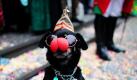 Ein Hund mit Pappnase sitzt in Köln vor dem Rathaus zwischen Karnevalisten. Schlag 11 Uhr 11 hat in den rheinischen Karnevalshochburgen die fünfte Jahreszeit begonnen. Foto: dpa
