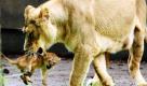 Die Löwin Koyla passt gut auf ihren Nachwuchs auf im Zoo der belgischen Stadt Mechelen. Insgesamt hat die Löwin fünf Junge zur Welt gebracht, deren Geschlecht noch nicht bekannt ist.    Foto: dpa