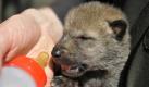 Manchmal sind die Rollen aber auch vertauscht und der Mensch muss mutterlose Miniwölfe mit dem Fläschchen päppeln - wie hier im niedersächsischen Wolfcenter Dörverden. Foto: dpa