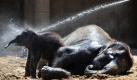 Ein noch namenloser kleiner Elefantenbulle lässt sich im Zoo Hannover zusammen mit seiner Mutter Farina von einem Tierpfleger mit kaltem Wasser abduschen. Bei sommerlichen Temperaturen wünschten sich auch zahlreiche Zoobesucher eine solche Abkühlung.  Foto: dpa