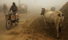 Ein Mann fährt auf einem Fahrrad neben einer herumstehenden Kuh in einer Vorstadt von Neu Dehli, Indien. Dutzende Menschen sind an einer Kältewelle im Norden des Landes gestorben.  Foto: ap