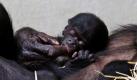 Zwergschimpansin Eja hlt im Zoo in Wuppertal ihre zwei Neugeborenen im Arm. Die Bonobo-Zwillinge wurden in der Nacht auf Samstag (13.08.11) geboren. Wie der Zoo mitteilt, hat die Mutter beide ffchen angenommen und hat bisher fr beide auch gengend Milch. Foto: dapd
