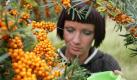 Sanddorn-Saft ist das ultimative Mittel im Kampf gegen Erkältungsviren. Er ist ein Mix aus wichtigen Vitaminen und Mineralien und damit der ultimative Kick fürs Immunsystem. Sanddorn enthält zehn mal mehr Vitamin C als Zitronen. Zudem liefert er fast alle B-Vitamine, Folsäure und ist reich Beta-Karotin. Auch immunstärkendes Kalzium, Eisen und sekundäre Pflanzenstoffe stecken in dem herben Saft. Tipp: Drei Esslöffel Sanddorn-Saft mit 330 Milliliter Orangensaft mischen. Foto: ddp