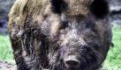 Als Ruhestätte für Krähen eignet sich dieses Wildschwein im Tierpark im berliner Friedrichsfelde offensichtlich gut. Jäger warnen allerdings, dass die Belastung der Tiere mit radioaktiven Stoffen alrmierend hoch ist: Fast ein viertel Jahrhundert nach der nuklearen Katastrophe von Tschernobyl im Jahre 1986 wurden bei tausenden von Keilern zu hohe Raten von Radioaktivität festgestellt. Foto: ap