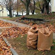 Wenn Blatt und Obst vom Baum fällt (Foto)