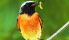 Ein Gartenrotschwanz sitzt auf einem Ast. Wie der Naturschutz Deutschland (Nabu) in Berlin bekannt gab, ist der farbenprächtige Singvogel der Vogel des Jahres 2011. Der Nabu und der Landesbund für Vogelschutz haben sich für ihn entschieden, um auf dessen Gefährdung aufmerksam zu machen. Foto: Birdpictures R. Rössner/dapd