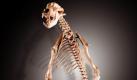 Das Bild zeigt ein seltenes vollständiges Skelett eines prähistorischen europäischen Bären. Das Stück gehört zu dem Verkauf Histoire naturelle des Auktionshauses Sotheby's in Paris. Noch bis zum 4. Oktober ist es dort der Öffentlichkeit zugänglich. Foto: dpa
