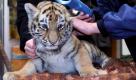 Hier wird gerade ein Scanner über ein knapp neun Wochen altes und noch namensloses weibliches Sibirisches Tigerjungtier (Panthera tigris altaica) gehalten, um die Funktionalität eines eingesetzten Chip zu überprüfen. Auch geimpft wurde es heute. Am 26. September 2011 waren im Zoo Magdeburg zwei weibliche Sibirische Tiger geboren worden. Foto: dapd