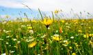 Voll bluehender Blumen steht eine Bergwiese am Mittwoch, 9. Juni 2010, bei Roetenbach im Schwarzwald. Das Wetter ist sehr schwuel und gewittrig. In den kommenden Tagen kann es ungemuetlich werden: Bei schwueler Hitze gibt es vor allem am Donnerstag, 10. Juni 2010, im Westen Deutschlands zum Teil kraeftige Gewitter mit Starkregen, Hagel und Sturmboeen, wie der Deutsche Wetterdienst am Dienstag mitteilte. (apn Photo/ Winfried Rothermel) --- A meadow full of blossoming flowers is seen on Wednesday, June 9, 2010, near Roetenbach, southern Germany, in the Black Forest area. The weather is very warm and thundery. (apn Photo/ Winfried Rothermel)  Foto: ap