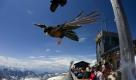 Dohlen umkreisen bei strahlendem Sonnenschein einen Biergarten auf dem Gipfel der Zugspitze bei Grainau und holen sich mit höchster Flugakrobatik Stücke vom Mittagessen, das ihnen Urlauber auf das Geländer legen.
 Foto: dapd