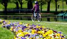 Alpenveilchen blühen in einem Park in Bonn. Das Wetter soll in den kommenden Tagen besonders im Südwesten, aber auch an der Nordsee sonnig werden. In den Alpen ist es gebietsweise auch stark bewölkt mit vereinzelten Schauern.  Foto: ap