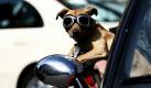 Viele Hundebesitzer wollen sich auch im Urlaub nicht von ihrem Hund trennen und nehmen ihn einfach mit auf die Reise. Doch solche Urlaubsgemeinschaften sollte man sich gut überlegen. Grundsätzlich steht einer Urlaubsreise mit Hund nichts im Weg, so Udo Kopernik vom Verband für das Deutsche Hundewesen. Allerdings muss man bereits vor Antritt der Reise die entsprechenden Vorbereitungen treffen. Dazu zählen etwa Einreisebestimmungen, EU-Heimtierausweis und die Art der Anreise. Foto: ddp