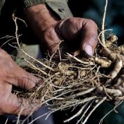 Keine Ginseng-Pflanzen aus dem Urlaub mitbringen (Foto)