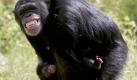 Die neunjaehrige Schimpansendame Pia geht am Freitag (13.06.08) zum ersten Mal mit ihrem Baby Amelie durch das Freigelaende des Serengeti-Parks in Hodenhagen bei Hannover. Amelie wurde am 25. Mai geboren und ist der erste Schimpansennachwuchs seit sechs Jahren im Serengeti-Park.
 Foto: ddp