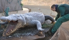 Bevor die Wasserrutsche öffnet inspiziert Frank Redieß den Kanal - und das Kunststoffkrokodil. Foto: news.de