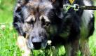 Ein junger Randalierer ist in Bochum von einem Polizeihund gebissen worden und hat dann selbst einen Polizisten ins Bein gebissen. Eine Frau hatte am Samstag die Beamten auf den 18-Jährigen aufmerksam gemacht, da dieser gegen Autos trat und Scheinwerfer zersplitterte. Die Beamten konnten daraufhin den betrunkenen Mann mit Hilfe eines Polizeihundes stellen. Der 18-Jährige trat nach dem Hund, der ihn daraufhin ins Bein biss. In einer Gewahrsamszelle auf der Polizeistation zeigte sich der junge Mann aggressiv und biss schließlich einem Polizisten ins Bein. Die Beamten ermitteln nun nicht nur wegen Sachbeschädigungen an den beiden Autos, sondern auch wegen Widerstandes und Körperverletzung. Foto: dpa
