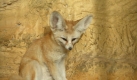 Fennek - ein kleiner Wüstenfuchs (Foto)