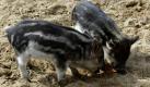 Wollschweinferkel knabbern in ihrem Stall im Berliner Tierpark an einem Brot. In den letzten Tagen sind im Tierpark 17 neue Wollschweine zur Welt gekommen. Das Wollschwein ist eine ungarische Schweinerasse. Foto: ddp