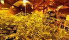 Ein Polizeibeamter geht in Fohrde in Brandenburg durch einen Raum mit rund 2500 Cannabispflanzen. Ob in alten Hallen, Dachgeschossen oder umgebauten Schränken: Die Polizei in Brandenburg entdeckt immer mehr illegale Cannabis-Pflanzen. Allein im ersten Halbjahr 2010 beschlagnahmten Beamte 5100 Pflanzen, aus denen Rauschmittel wie Haschisch gewonnen werden können. Im Vorjahreszeitraum waren es noch gut 1300 Pflanzen weniger, wie das Innenministerium mitteilte. Foto: dpa