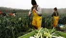 Erntehelfer auf dem Gurkenhof in Schöneiche in Brandenburg putzen den Porree direkt nach der Ernte. Da Frost die Qualität beeinträchtigt, muss der komplette Bestand im Schichtbetrieb geerntet werden.  Foto: dpa