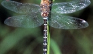 Mosaikjungfern wie diese zhlen zu den Libellenarten. Die Grne Mosaikjungfer kann nur an Orten berleben, an denen die Wasseraloe in greren Kolonien vorkommt. Diese Bestnde gehen jedoch zunehmend zurck - werden durch Angler oder Gewsserverschmutzung vernichtet. Daher ist auch die Grne Mosaikjungfer vom Aussterben bedroht. Foto: dpa