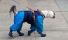 St. Petersburg, Russland. Vor dem Regierungssitz der Gouverneurin geht eine Frau mit ihrem dick angezogenen Hund mit Schuhen auf dem Gehsteig. Foto: dapd