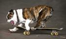 Lil' Moe, an English Bulldog, propels himself while riding a skateboard at the Bogert Park pavillion in Bozeman, Mont. Lil' Moe's owner, Kari Nelson, said she taught him to ride by putting cookies on the skateboard. 'It's his exercise,' she said. 'He doesn't fetch, but he loves to skate.' (AP Photo/Bozeman Daily Chronicle, Erik Petersen) 

 Foto: ap